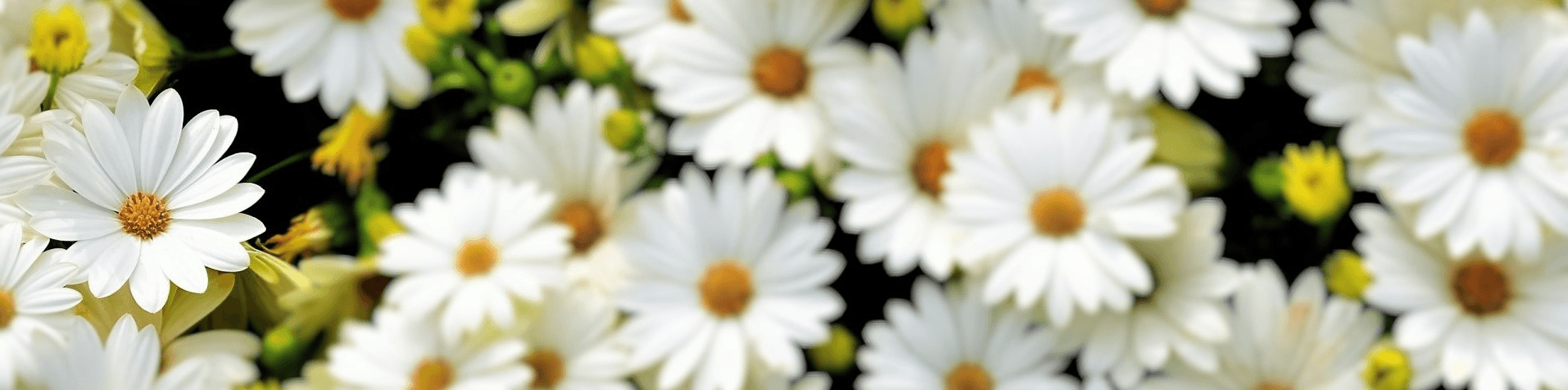 banner picture - close-up of daisies - one flower in focus